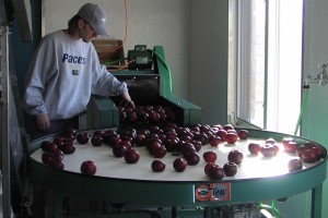 Brad Schulz, brother of Mrs. Kristi Schulz, cleans apples at their orchard in Indiana. Mrs. Schulz has decided to try something different and will be working on a similar orchard next year.