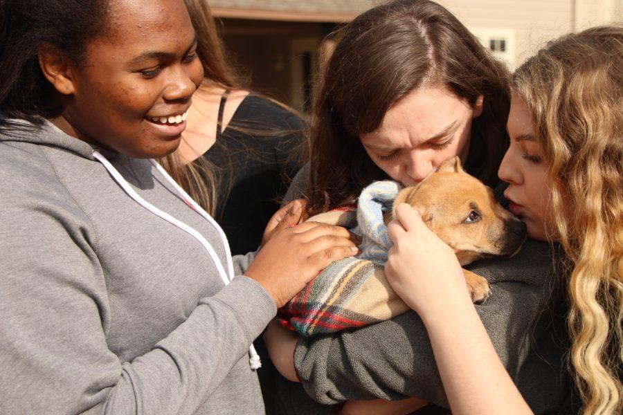 Juniors Carly Owens, Anna Harbert and Chloe Boggan play with a puppy. Puppies were brought to school as a part of Mary Maddux Whites Senior Independent Study. 