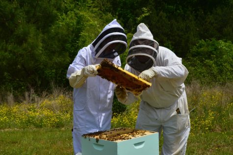 Five reasons why you should be St. George’s next beekeeper