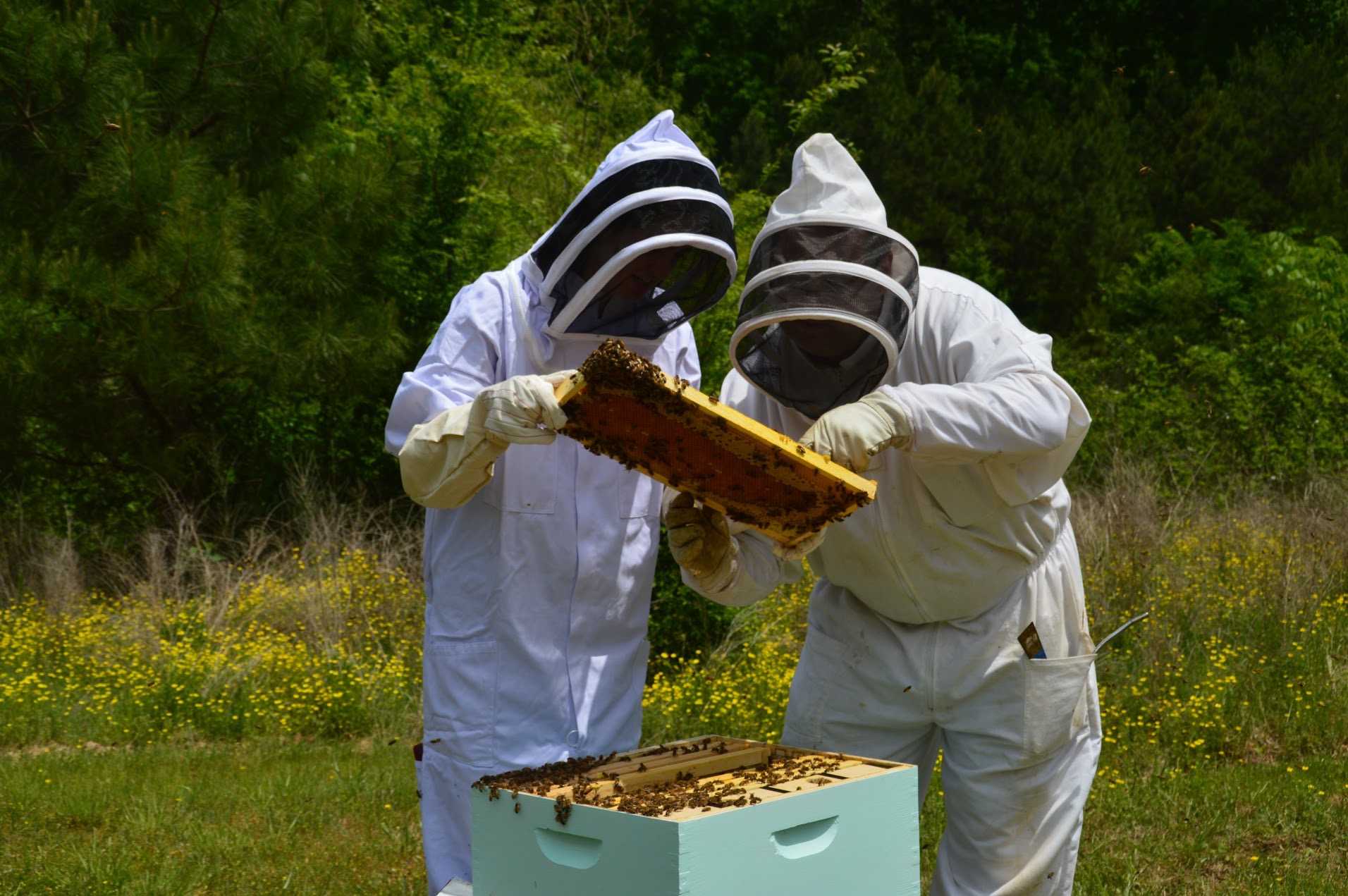 Senior Channell Cole inspects bees with Mr. Rusty Horton. The St. George's beekeeper position is now available because Cole is graduating.