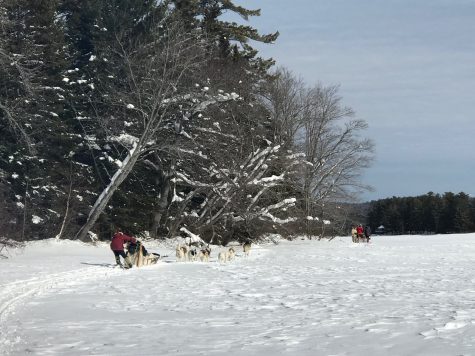 Mushing in Maine