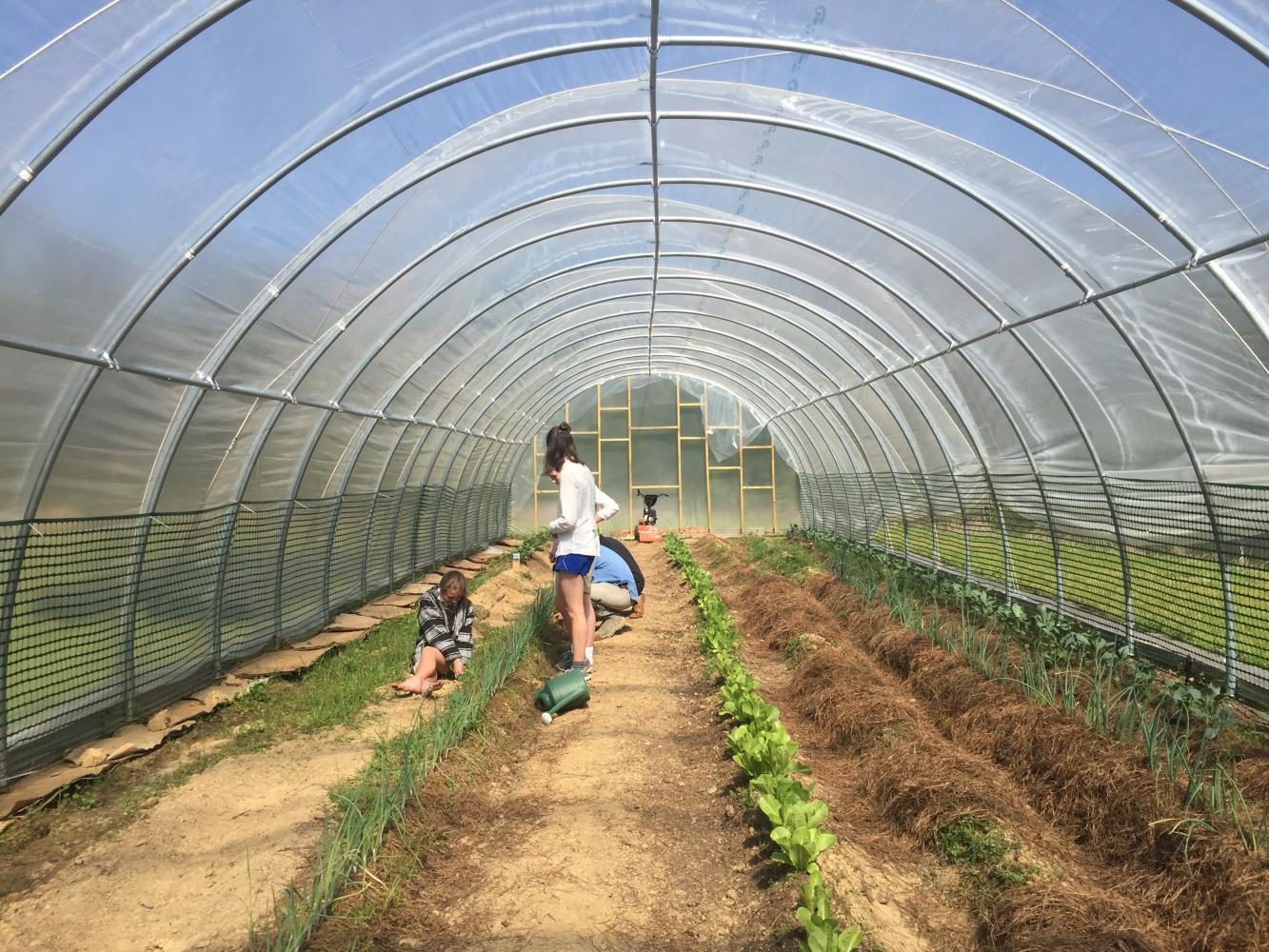 Students work in the hoop house. Students came face-to-face with the real-world challenges of running a small scale farm.