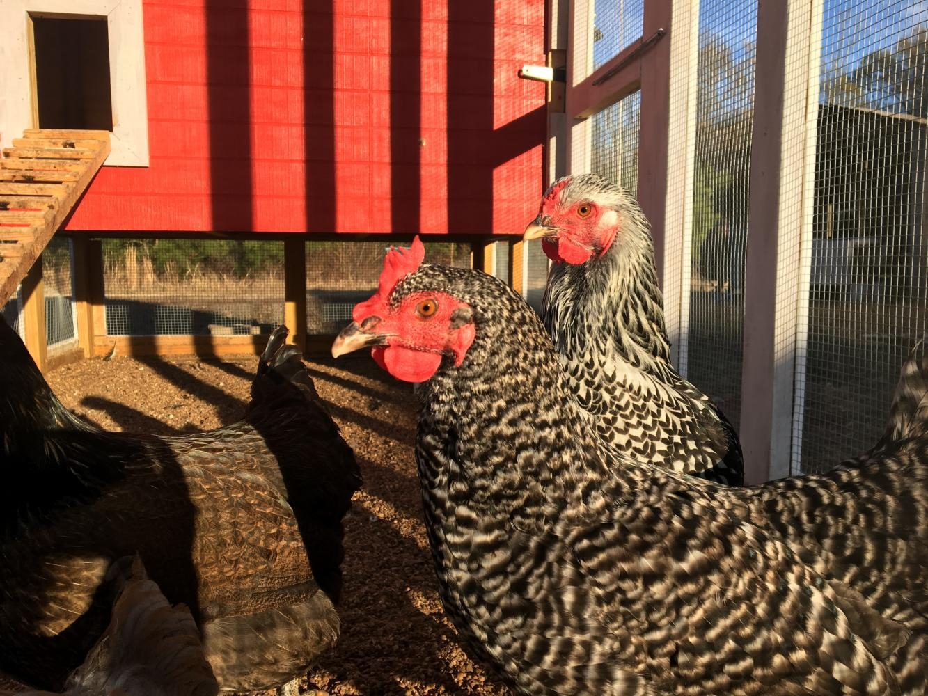 Chickens sit in the chicken coop built by Shane Horton. Students came face-to-face with the real-world challenges of running a small scale farm.