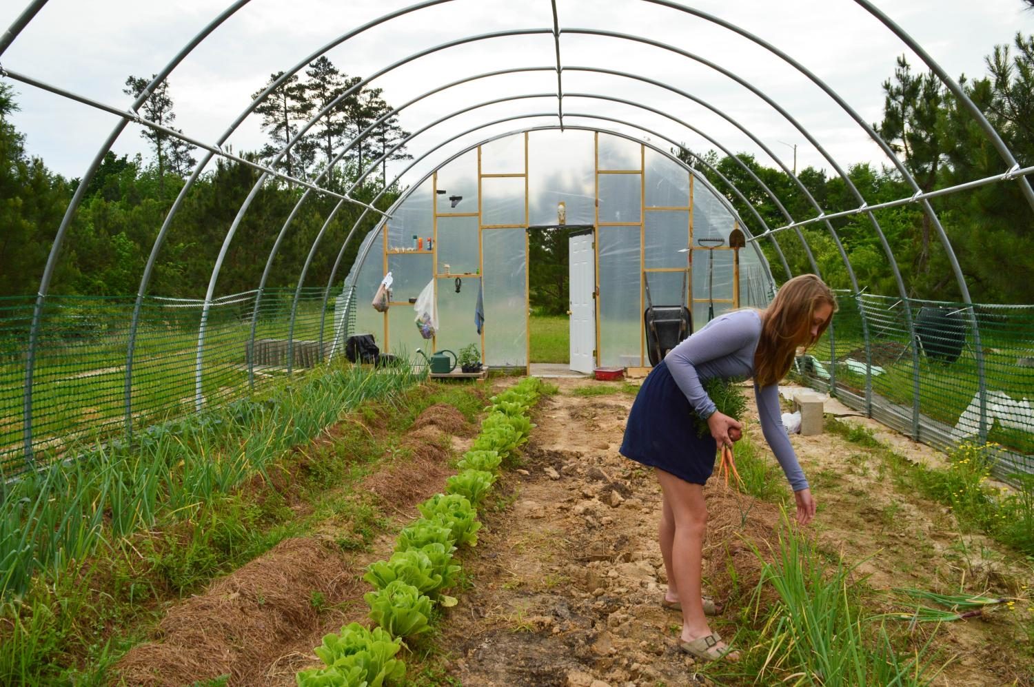 Anna Besh picks carrots. Students came face-to-face with the real-world challenges of running a small scale farm.