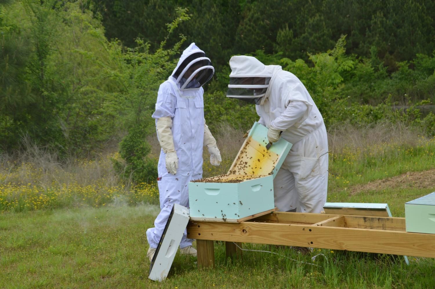 Beekeepers inspect the bees. Students came face-to-face with the real-world challenges of running a small scale farm.